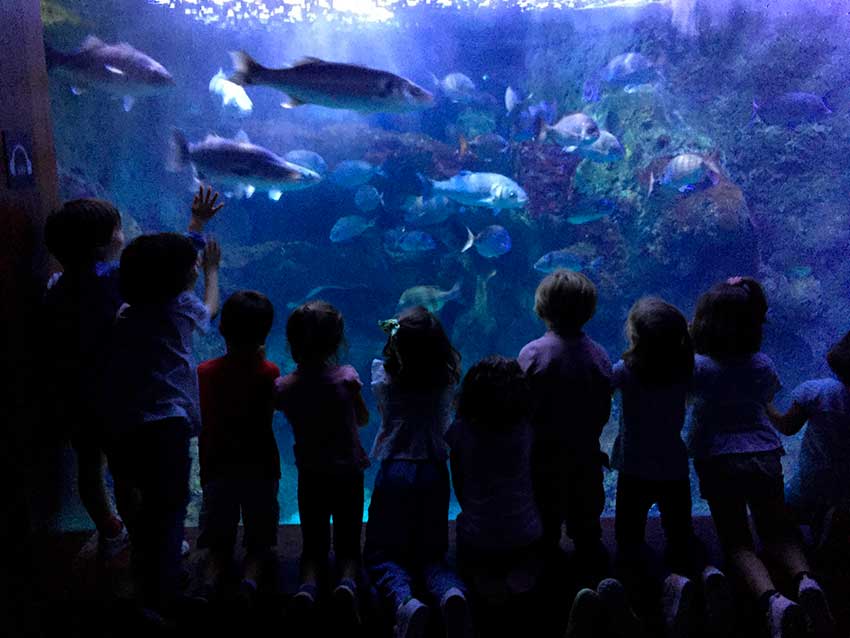 Itsasoko animaliak ezagutzen Aquarium-en